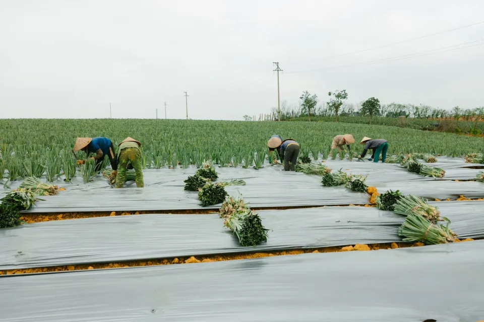 Vườn rau của Ltd Farm